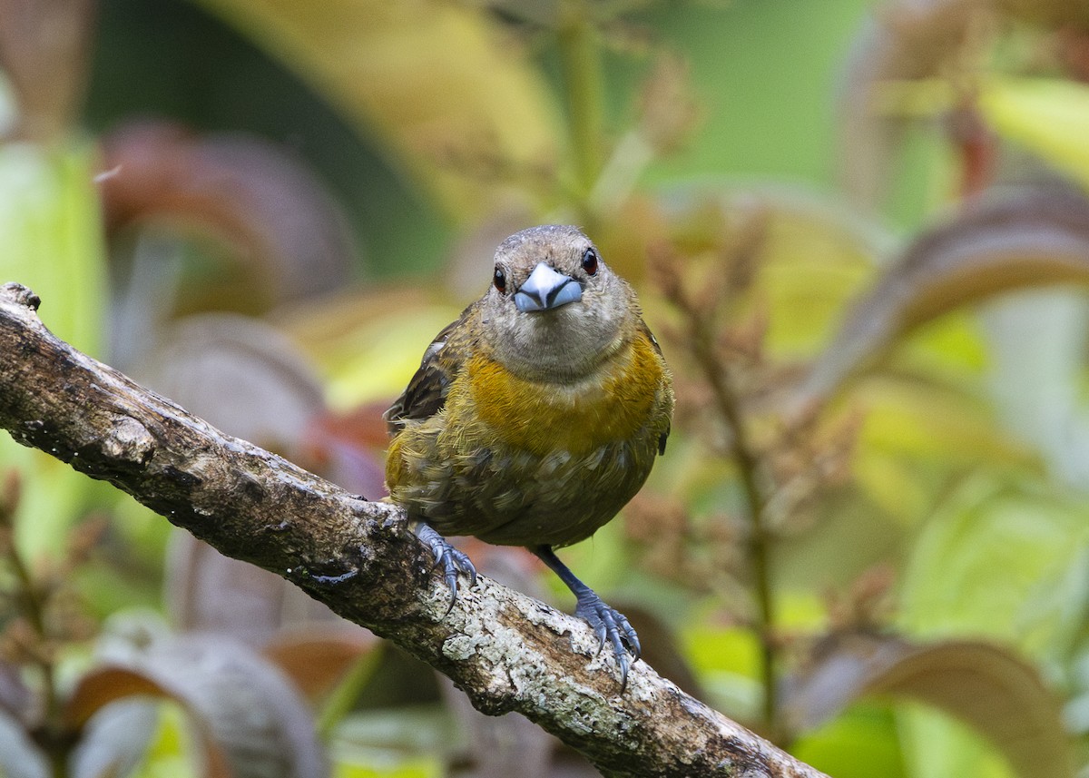 Scarlet-rumped Tanager (Passerini's) - ML641616290
