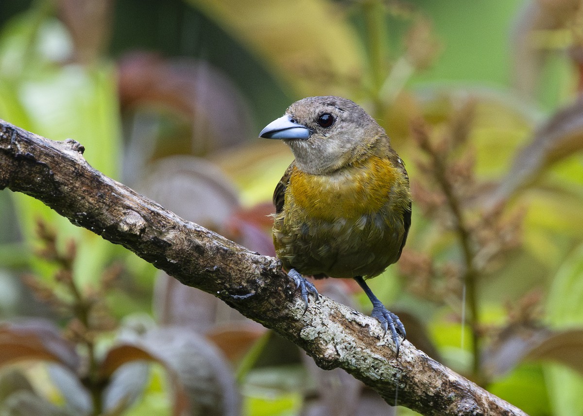 Scarlet-rumped Tanager (Passerini's) - ML641616291