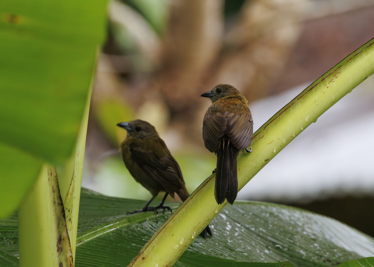 Scarlet-rumped Tanager (Passerini's) - ML641616292