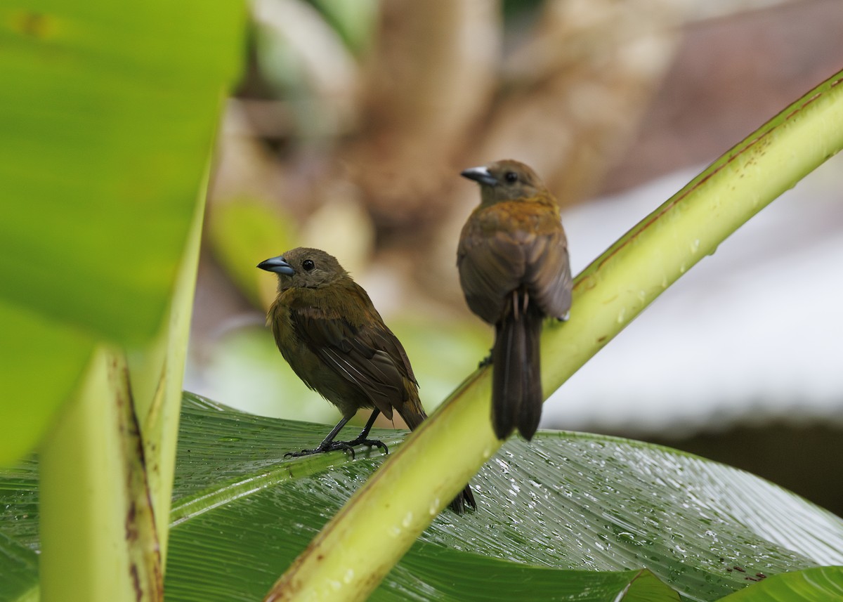 Scarlet-rumped Tanager (Passerini's) - ML641616293