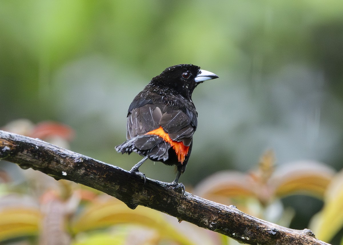 Scarlet-rumped Tanager (Passerini's) - ML641616295