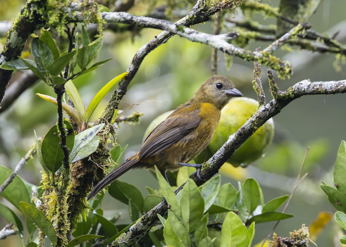 Scarlet-rumped Tanager (Passerini's) - ML641616296
