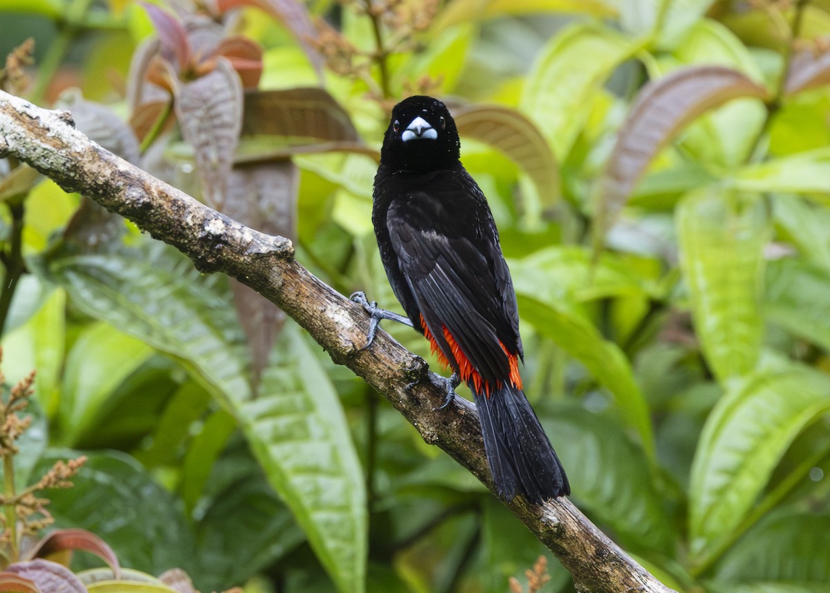 Scarlet-rumped Tanager (Passerini's) - ML641616297