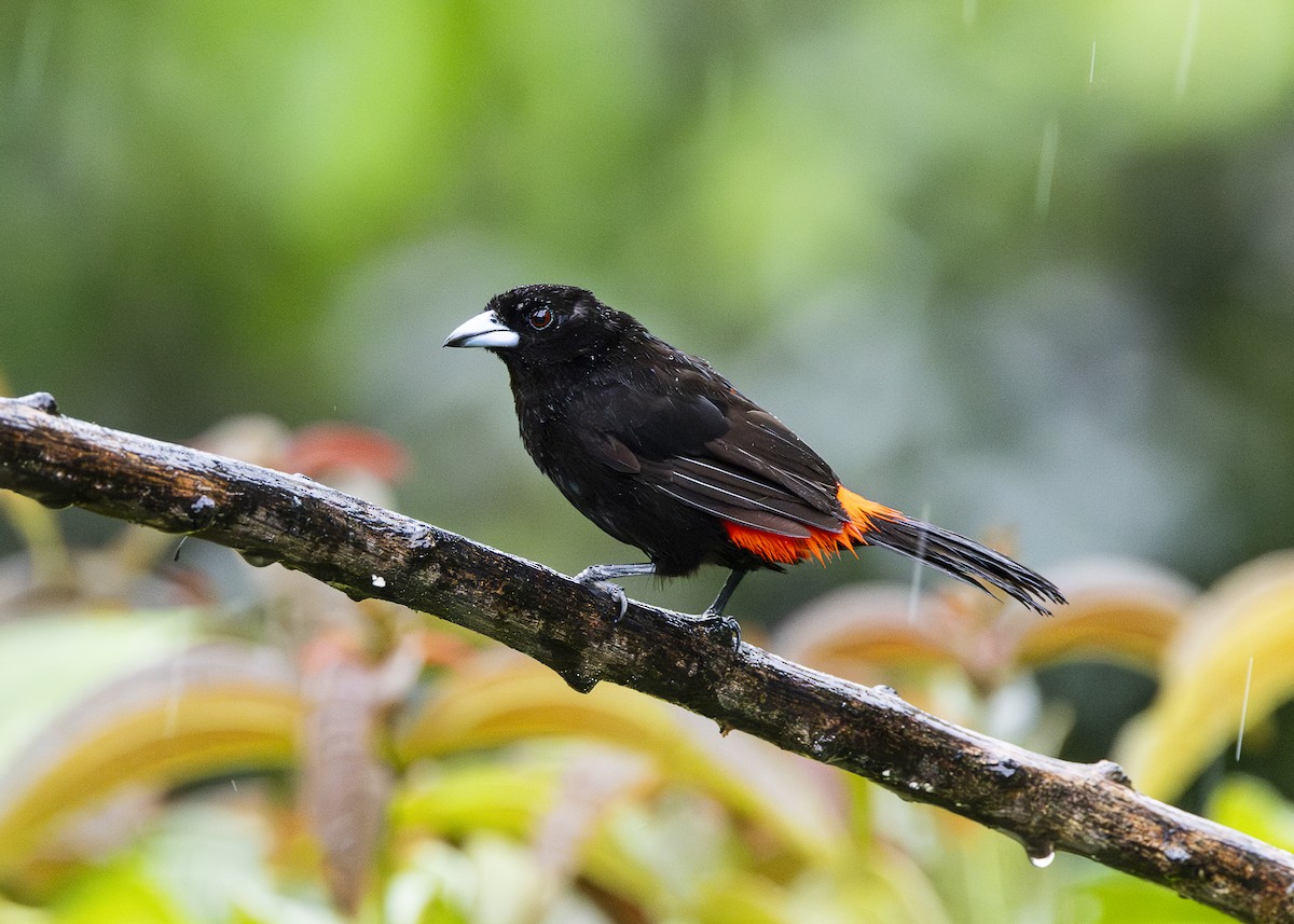 Scarlet-rumped Tanager (Passerini's) - ML641616298