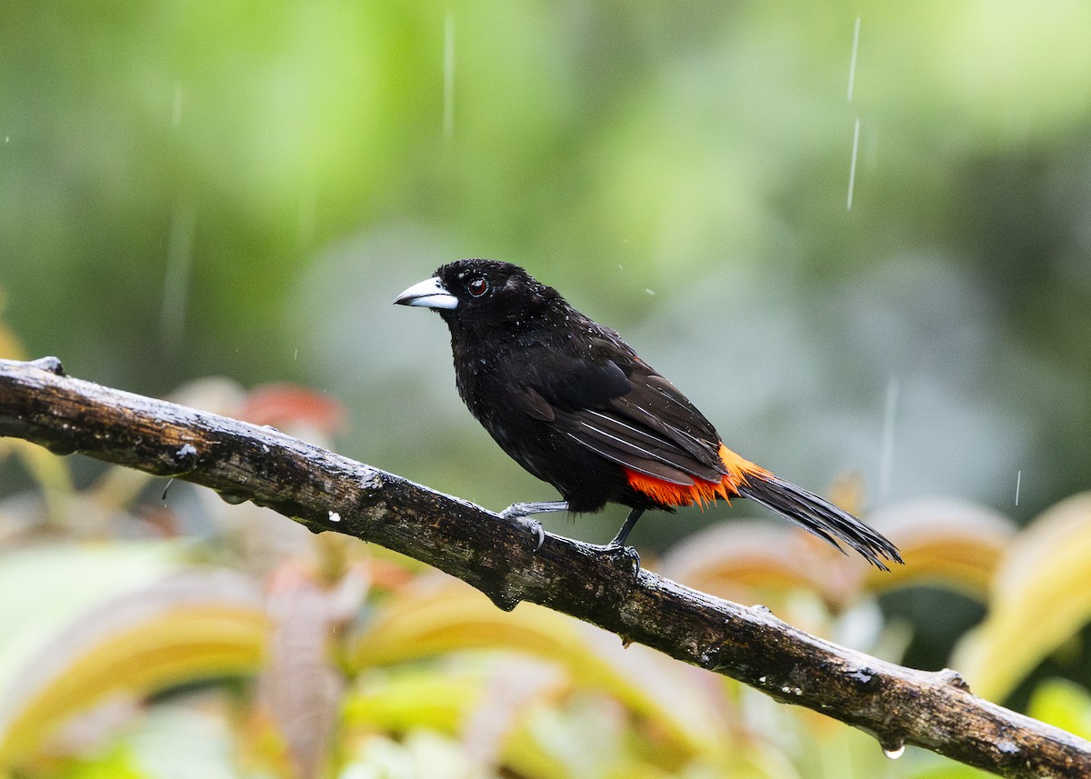 Scarlet-rumped Tanager (Passerini's) - ML641616299