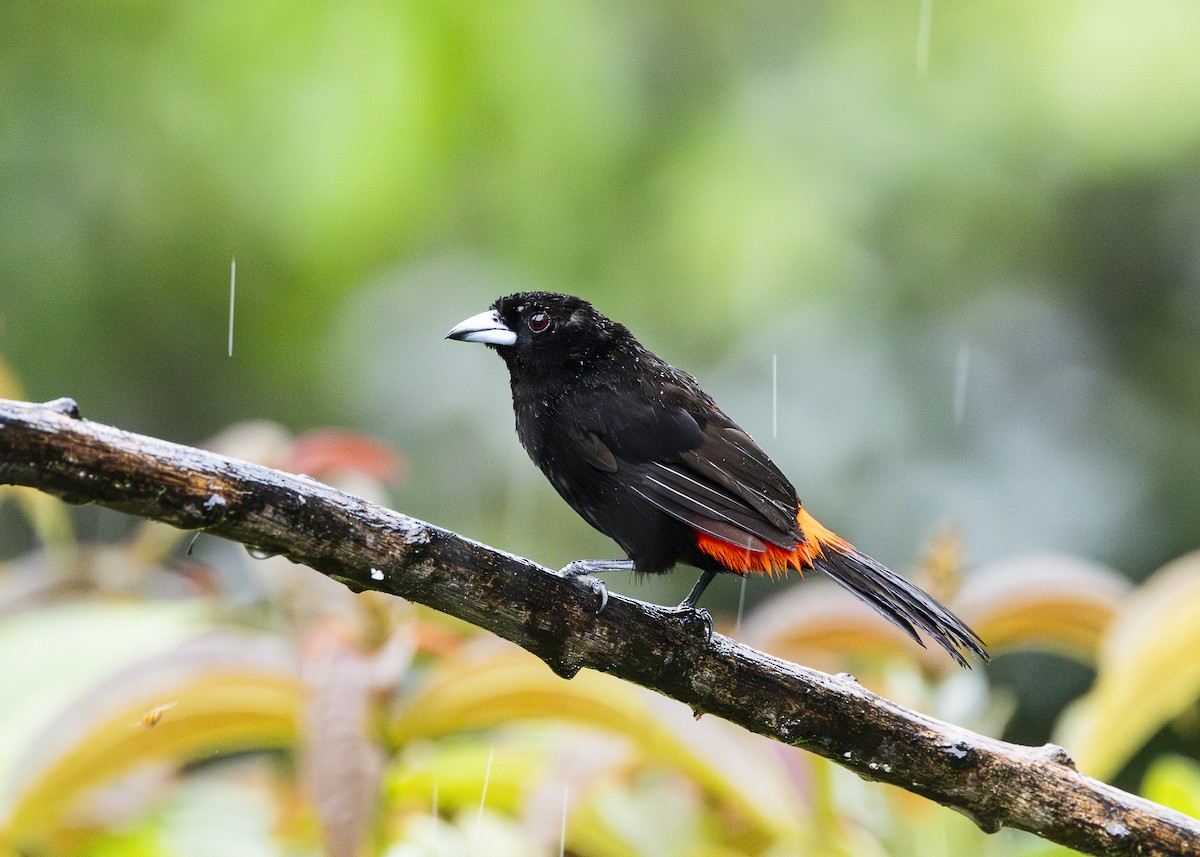 Scarlet-rumped Tanager (Passerini's) - ML641616300