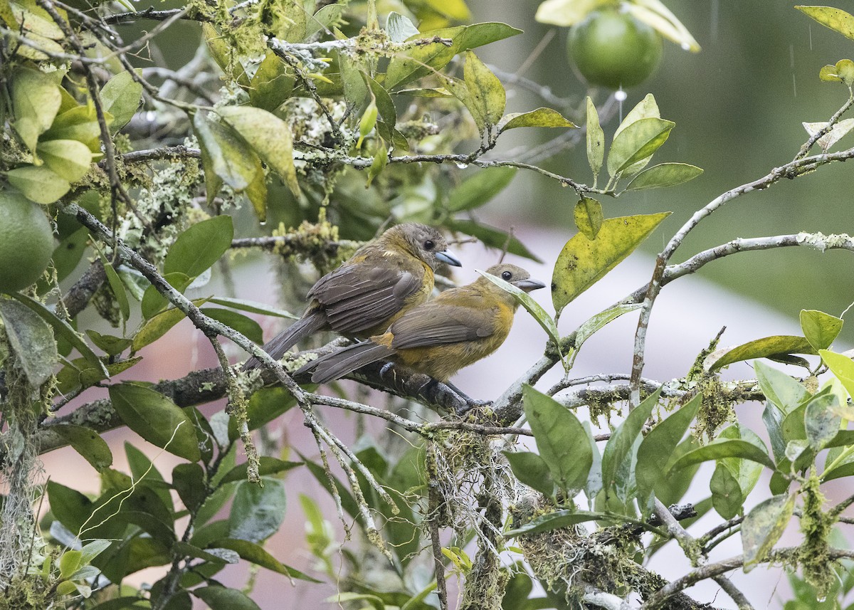 Scarlet-rumped Tanager (Passerini's) - ML641616301