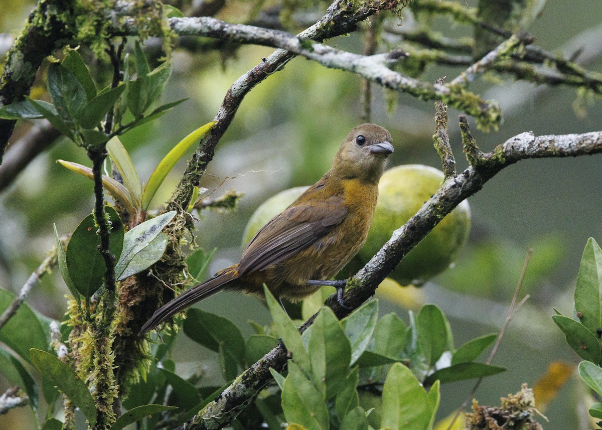 Scarlet-rumped Tanager (Passerini's) - ML641616302