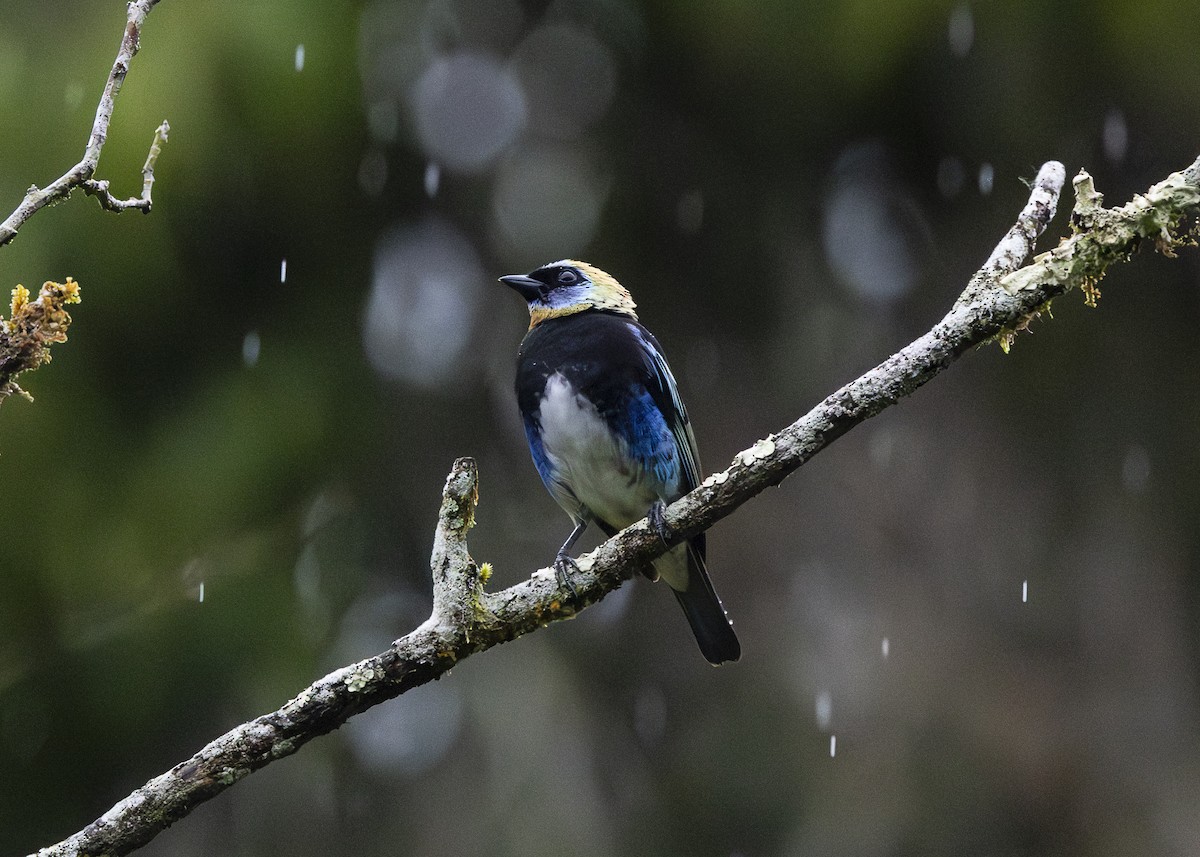 Golden-hooded Tanager - ML641616312