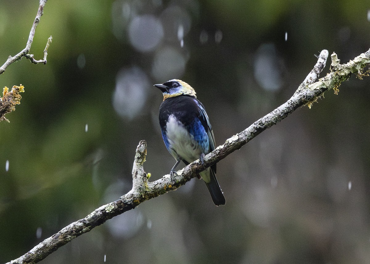Golden-hooded Tanager - ML641616313