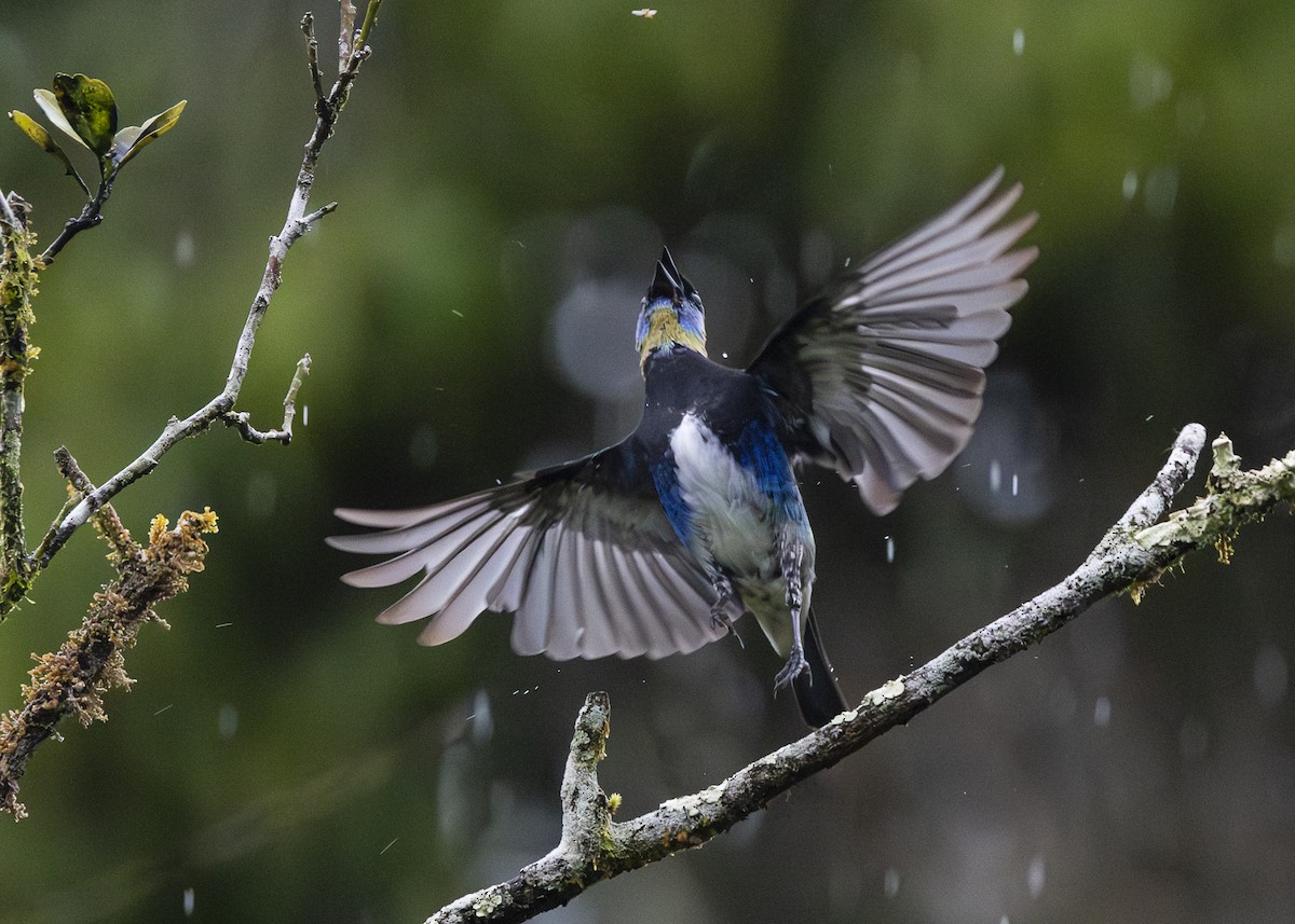 Golden-hooded Tanager - ML641616314