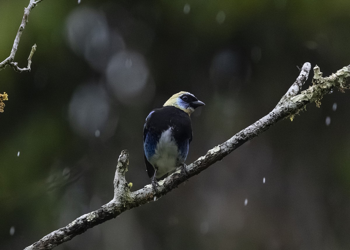 Golden-hooded Tanager - ML641616315