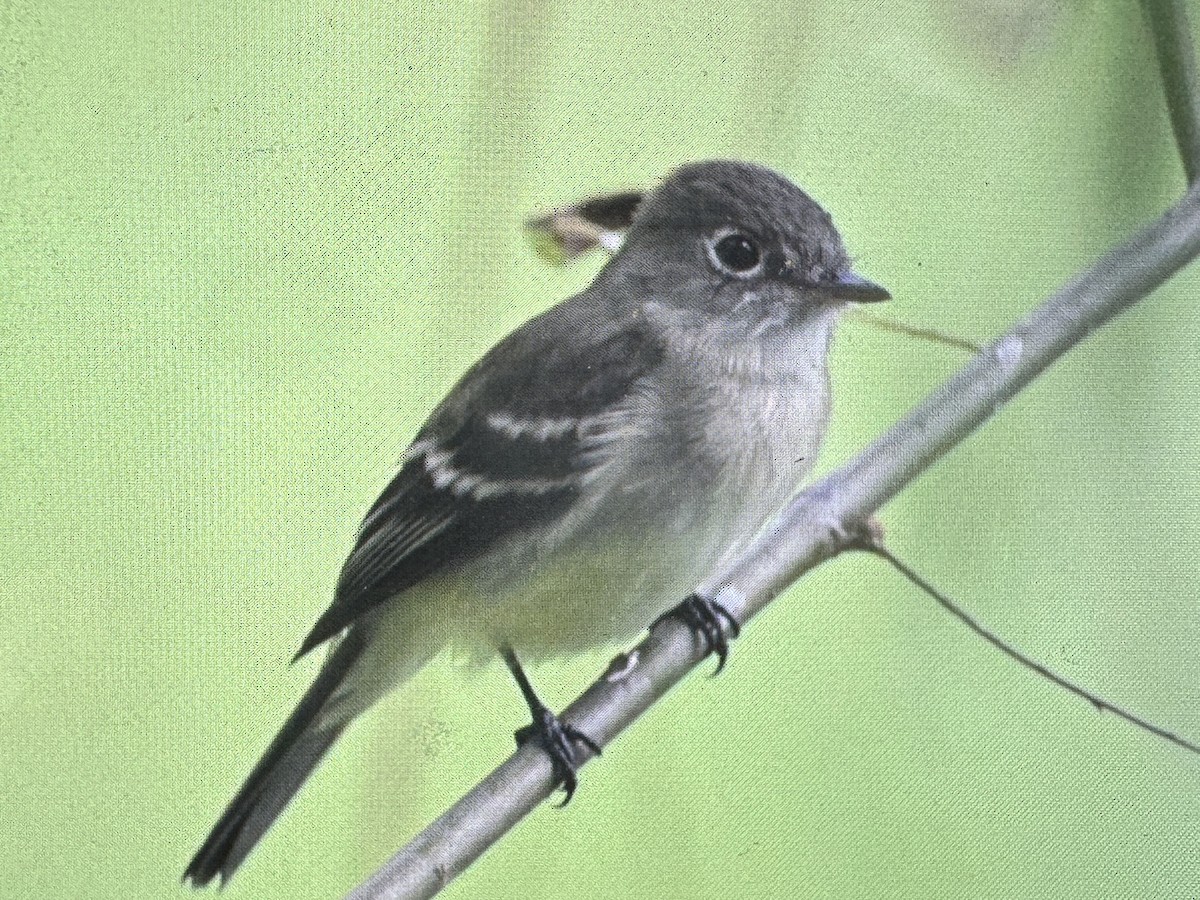 tyranovec malinký - ML641616322