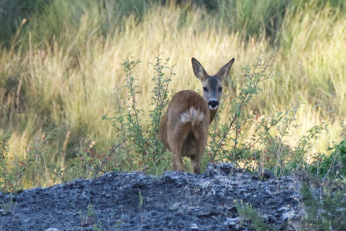 Western Roe Deer - ML641616346
