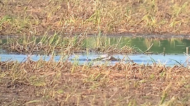Garganey - ML641616386