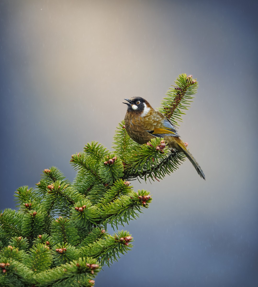 Black-faced Laughingthrush - ML641616392