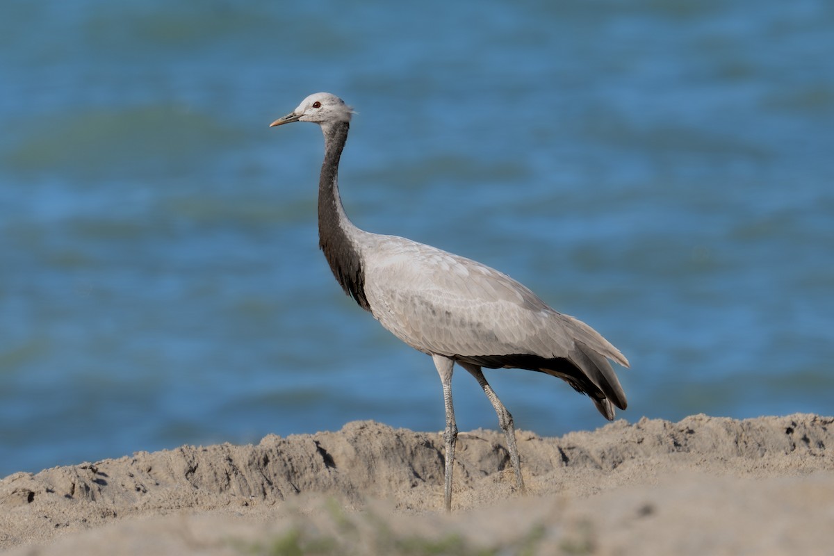 Demoiselle Crane - ML641616432