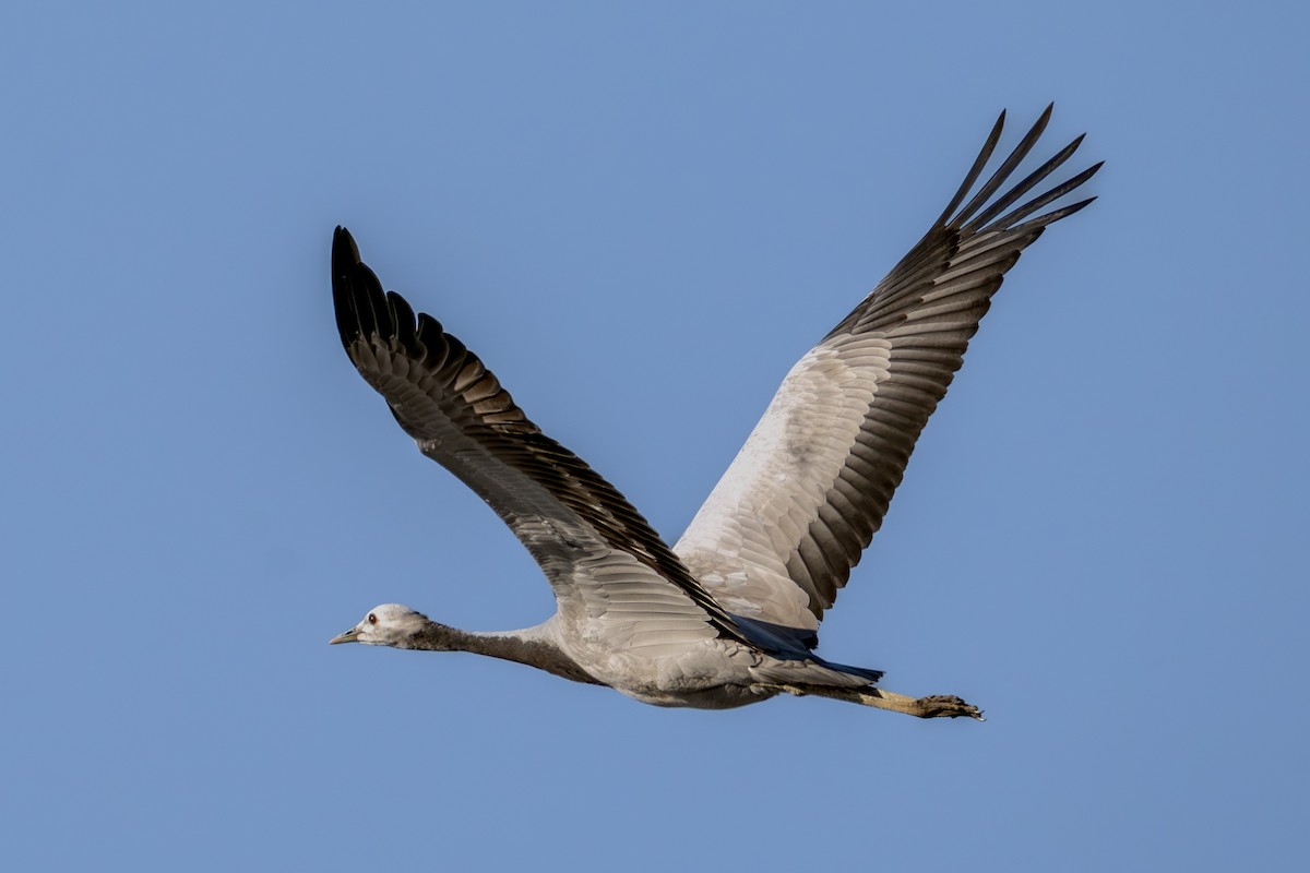 Demoiselle Crane - ML641616433