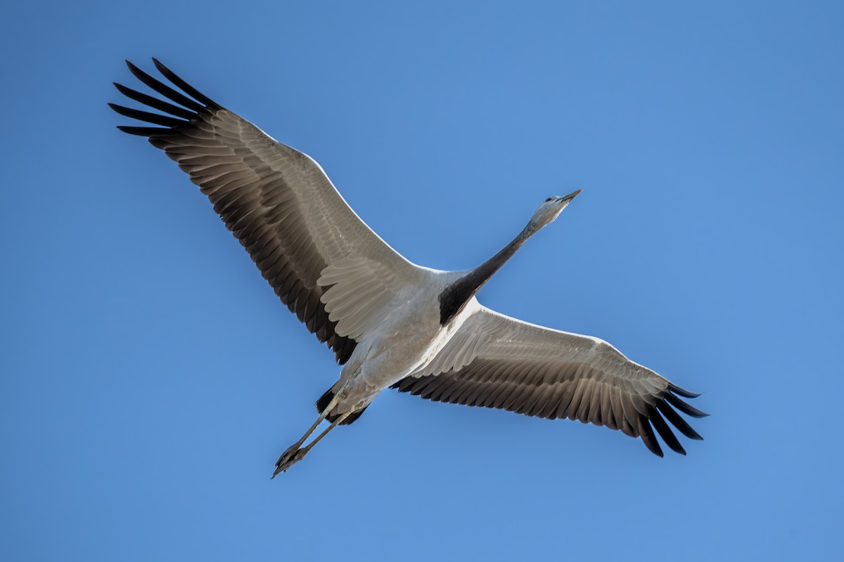 Demoiselle Crane - ML641616434