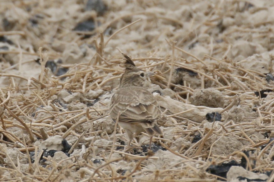 Crested Lark (Crested) - ML641616435