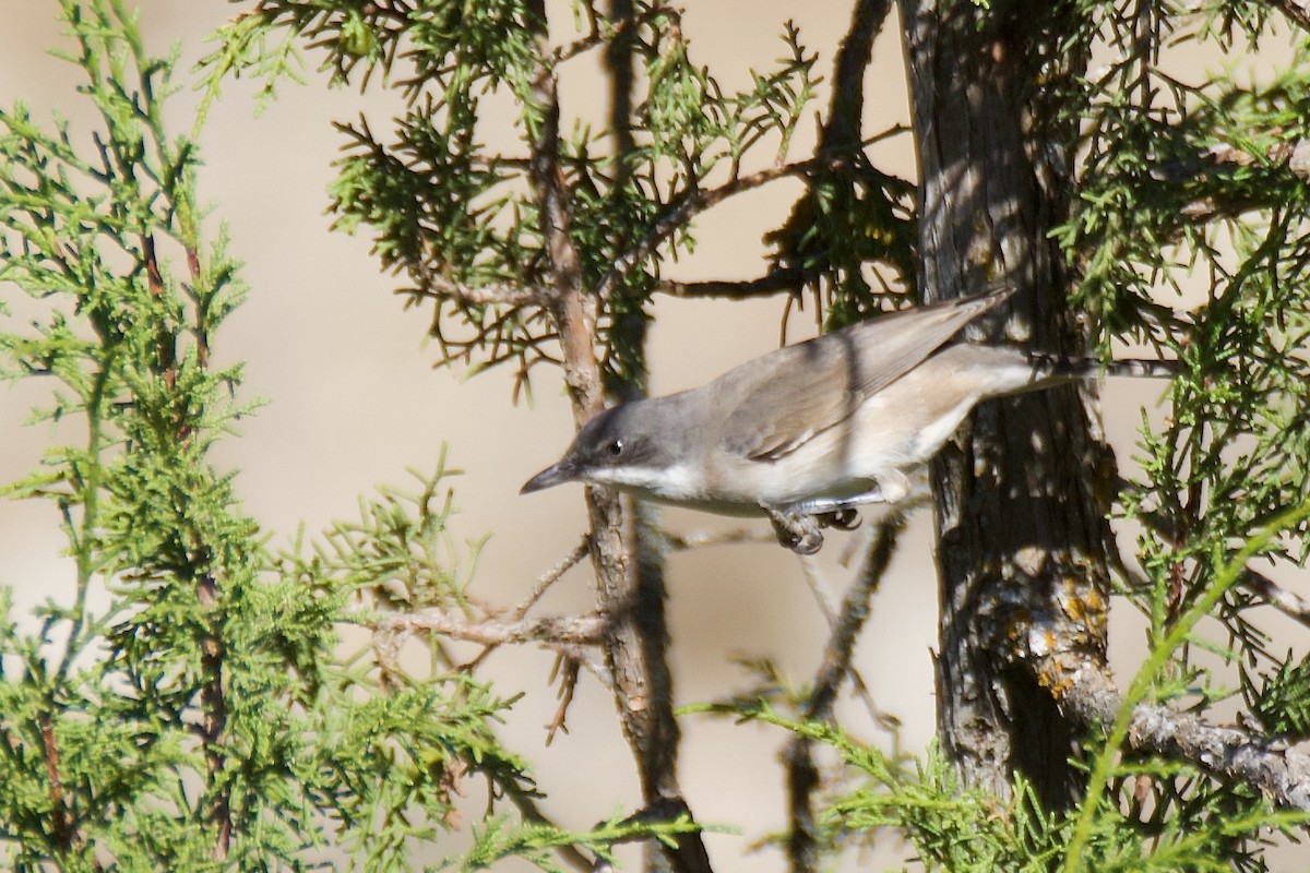 Western Orphean Warbler - ML641616442