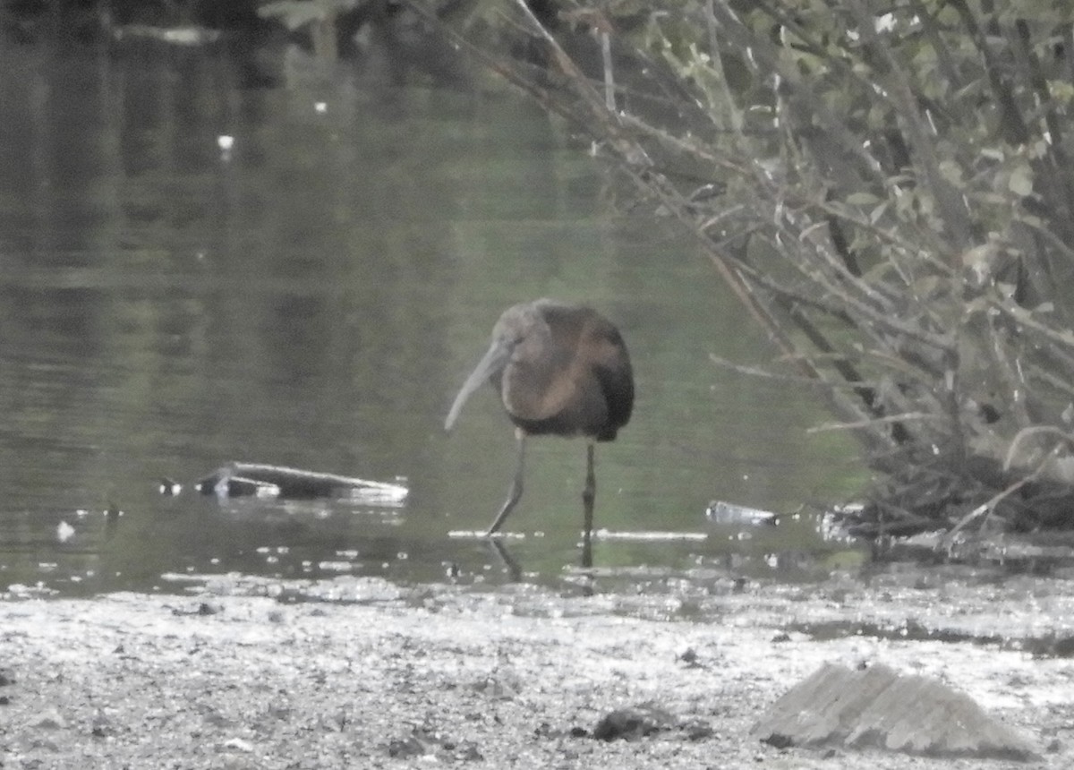 Glossy Ibis - ML641616466