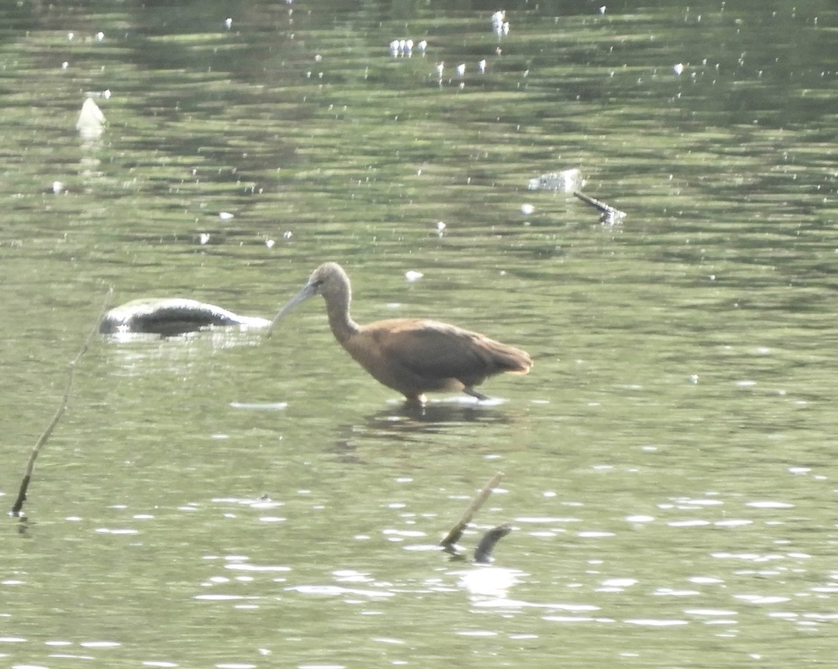 Glossy Ibis - ML641616467