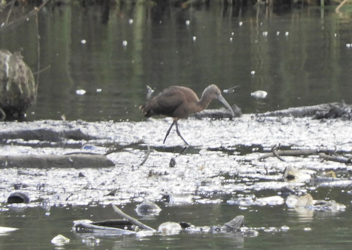 Glossy Ibis - ML641616468