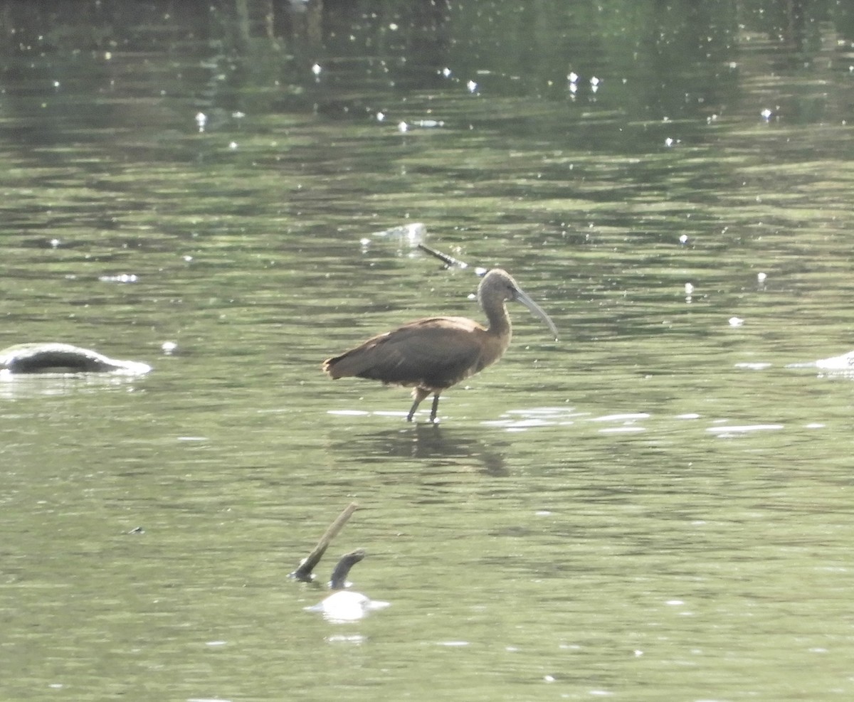 Glossy Ibis - ML641616469