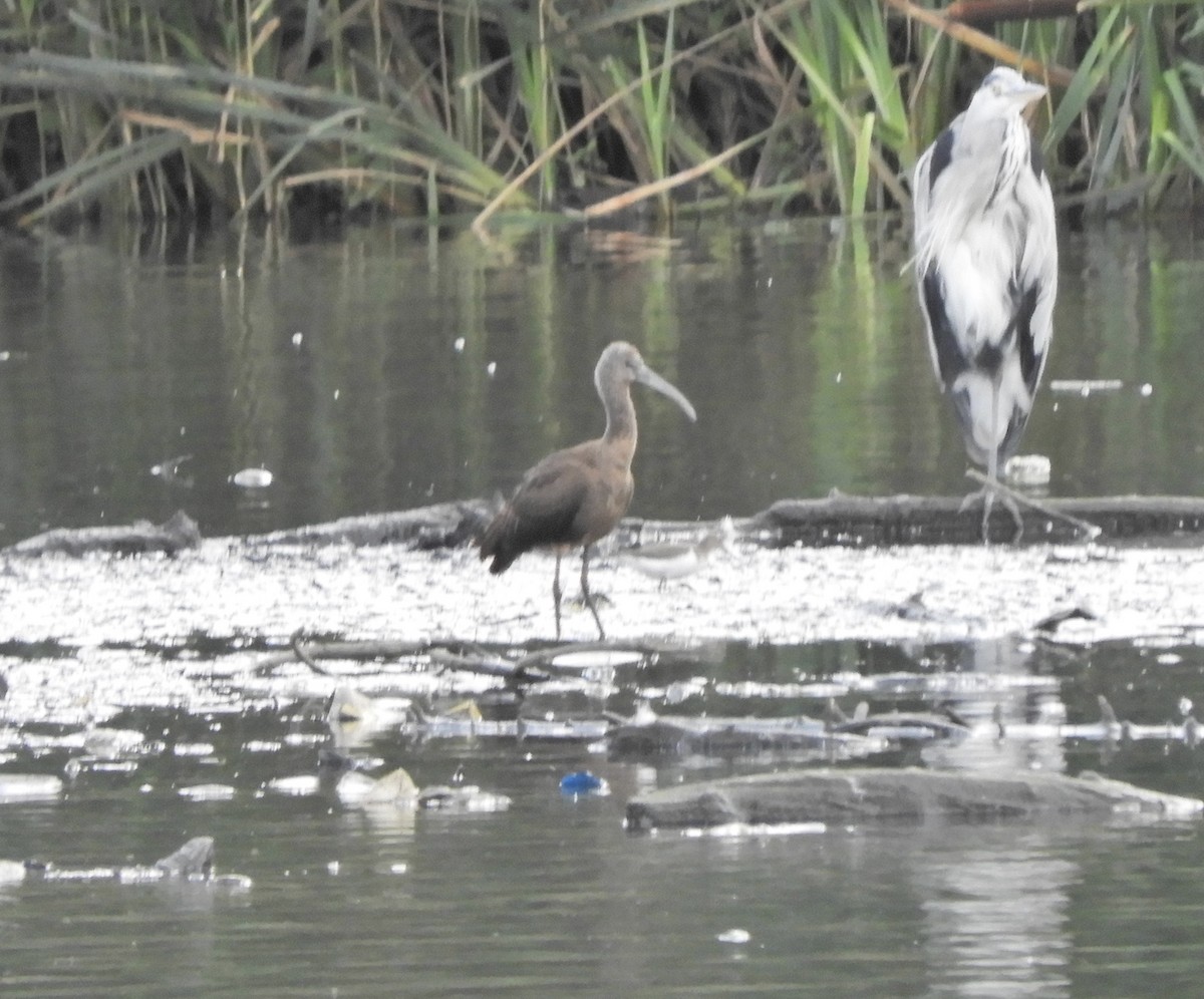 Glossy Ibis - ML641616470