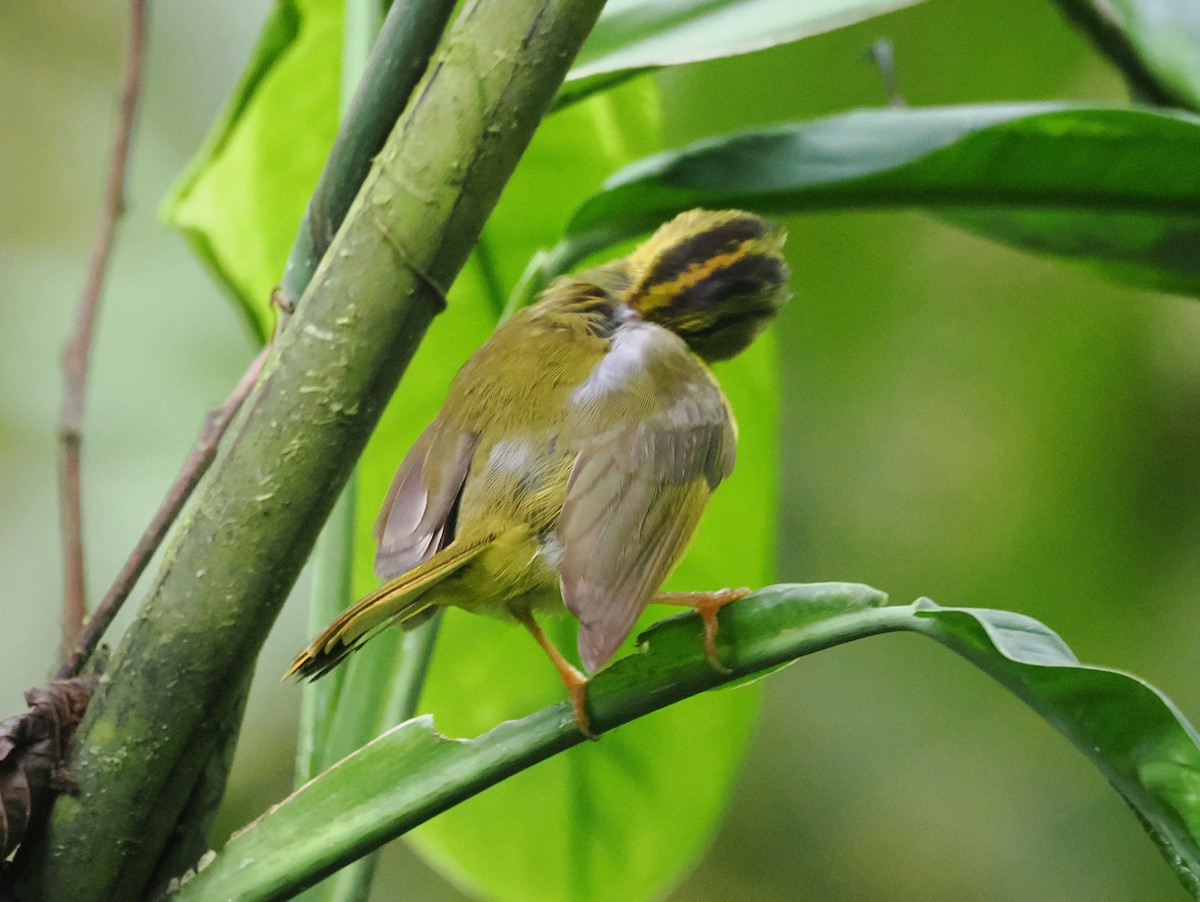 Choco Warbler - ML641616471
