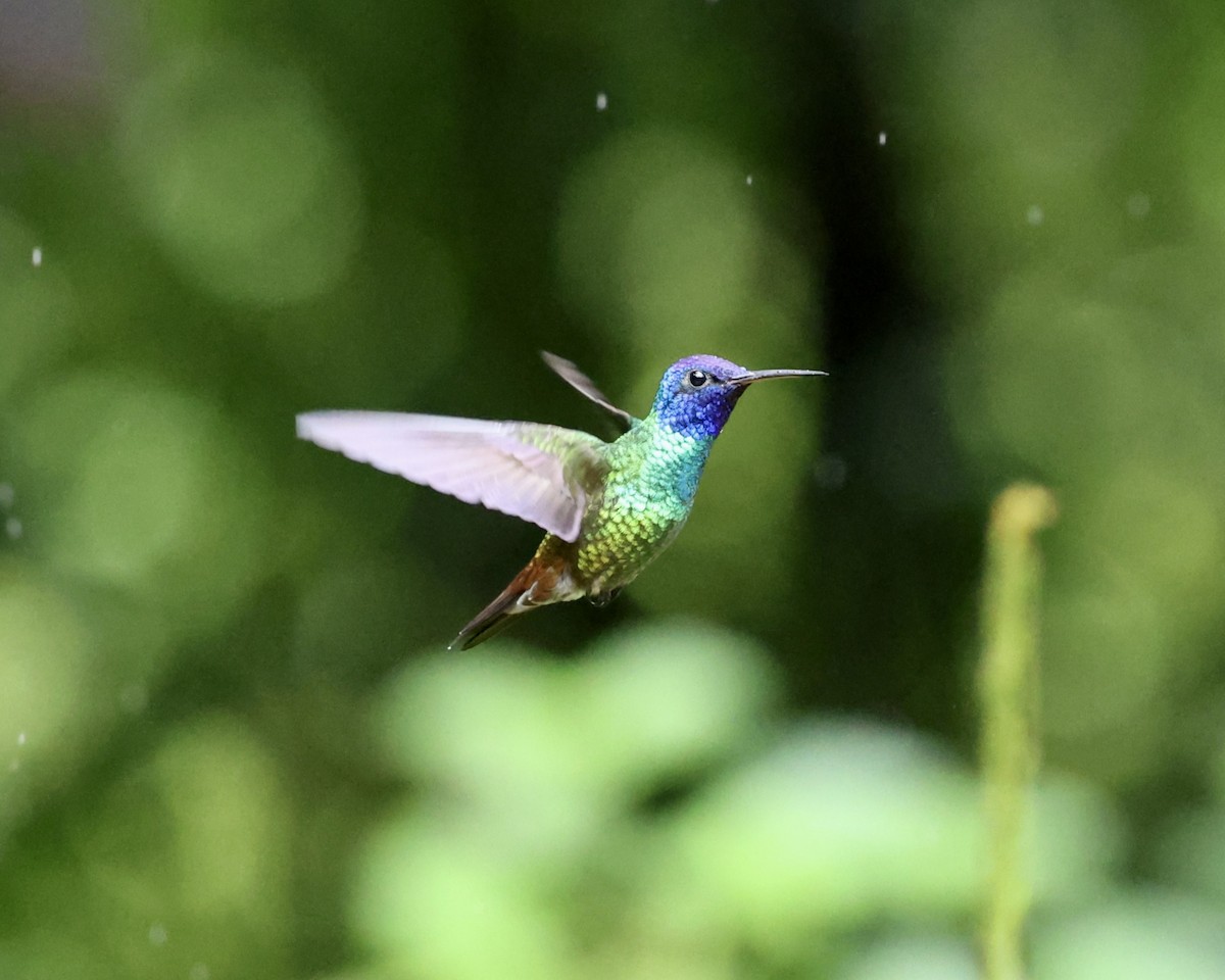 Golden-tailed Sapphire - ML641616481