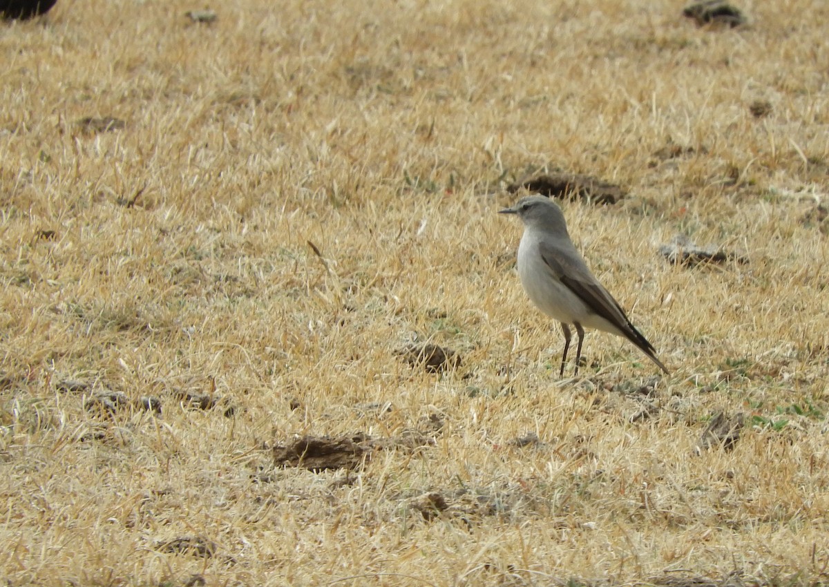 Cinereous Ground-Tyrant - ML641616497
