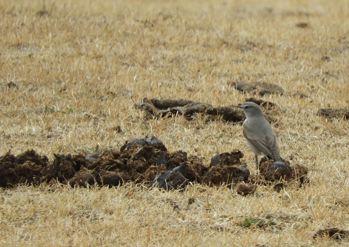 Cinereous Ground-Tyrant - ML641616498