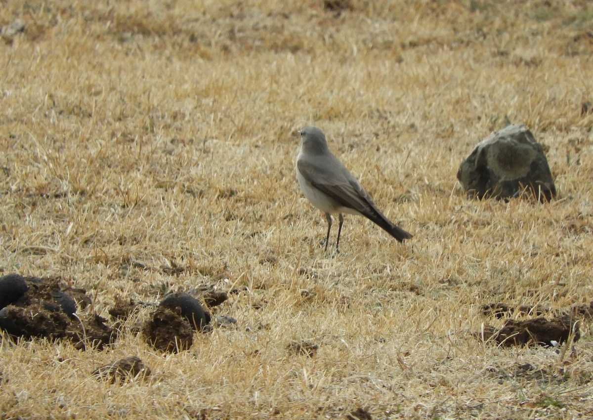 Cinereous Ground-Tyrant - ML641616500