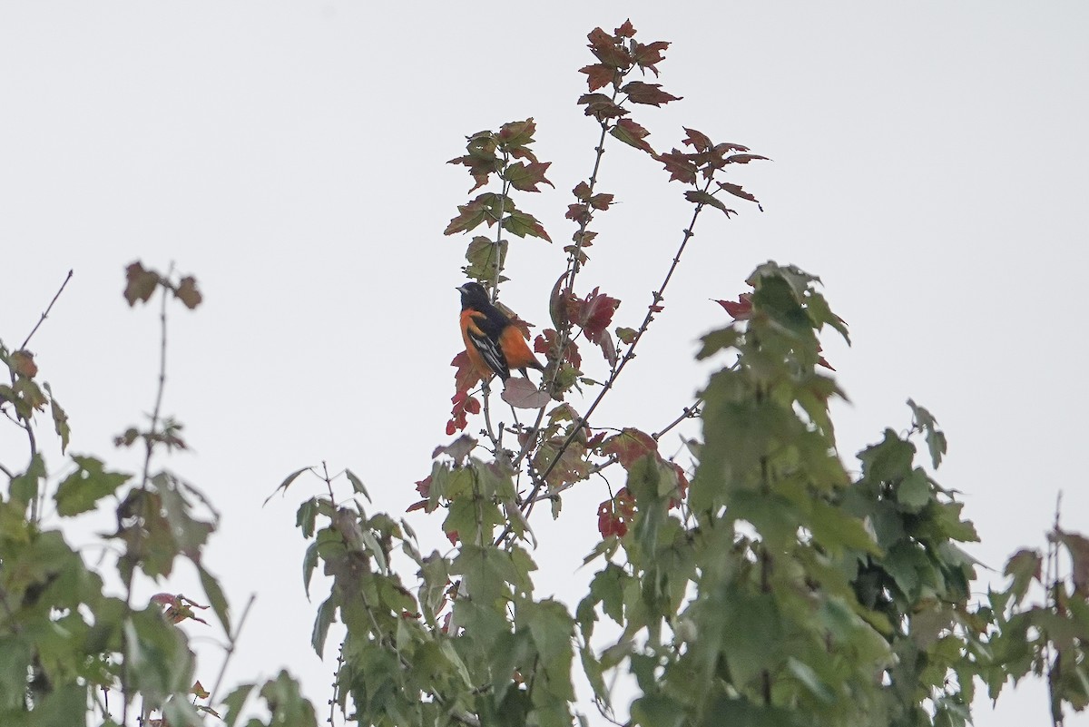 Baltimore Oriole - ML641616508