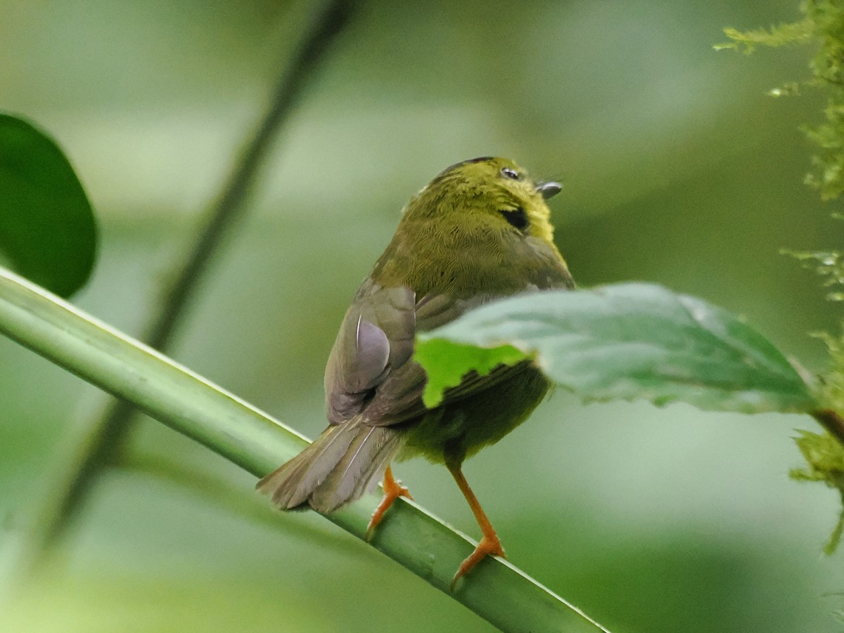 Choco Warbler - ML641616516