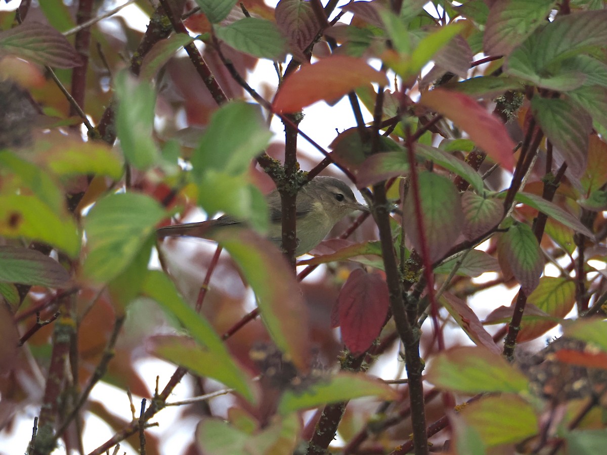 Warbling Vireo - ML641616529