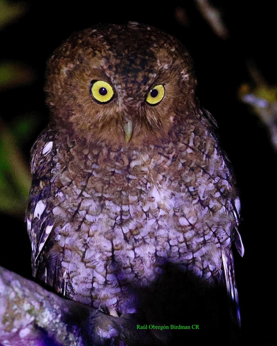 Bare-shanked Screech-Owl - ML641616555