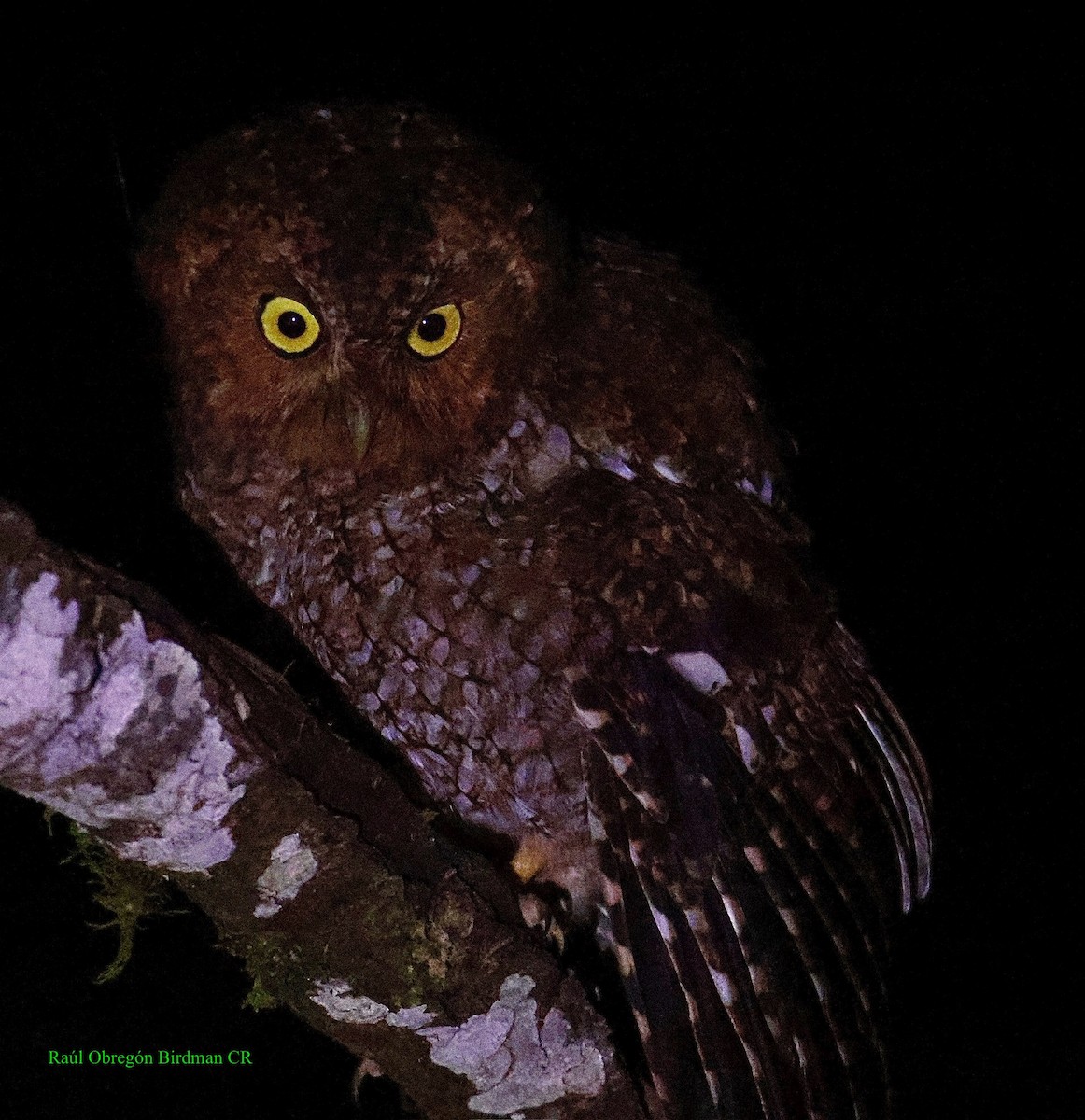 Bare-shanked Screech-Owl - ML641616556