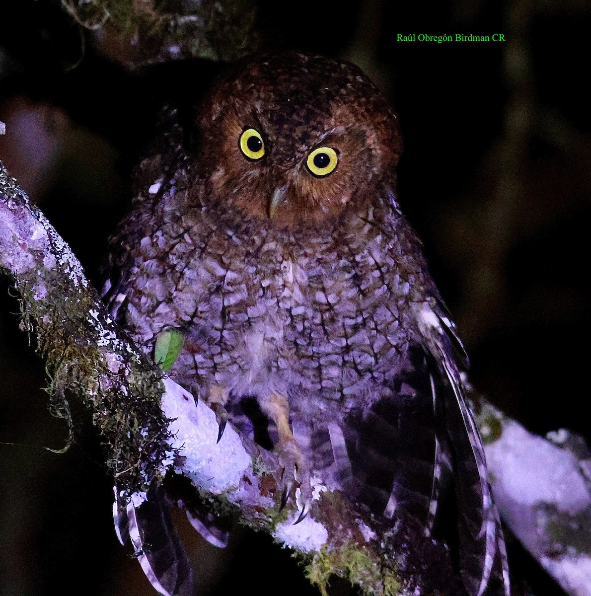Bare-shanked Screech-Owl - ML641616557