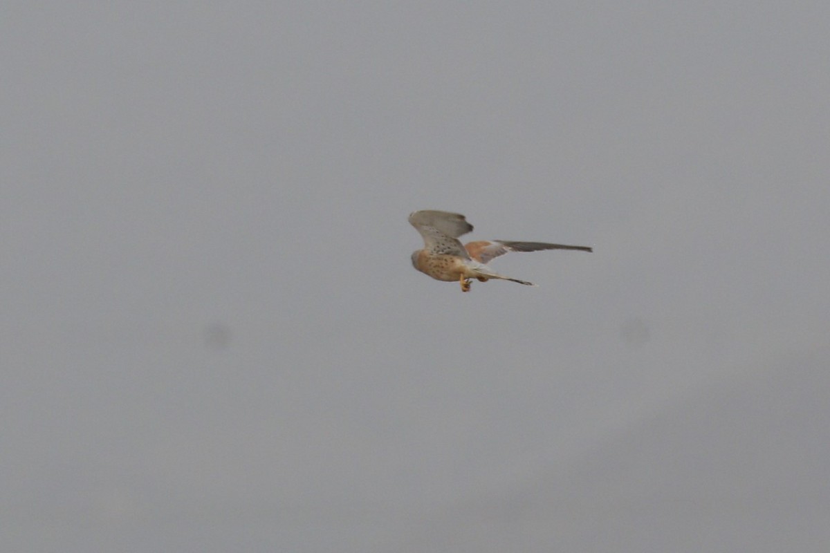 黃爪隼 - ML641616569