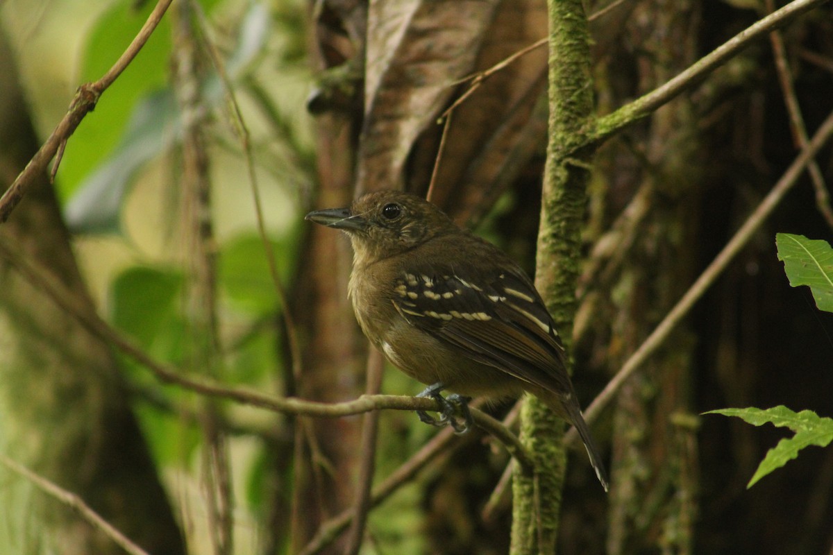 Black-crowned Antshrike - ML641616580