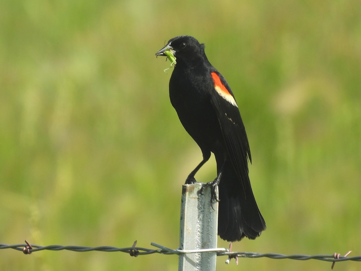 Red-winged Blackbird (Red-winged) - ML641616583