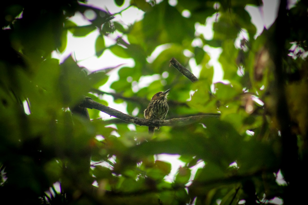 Lanceolated Monklet - ML641616620