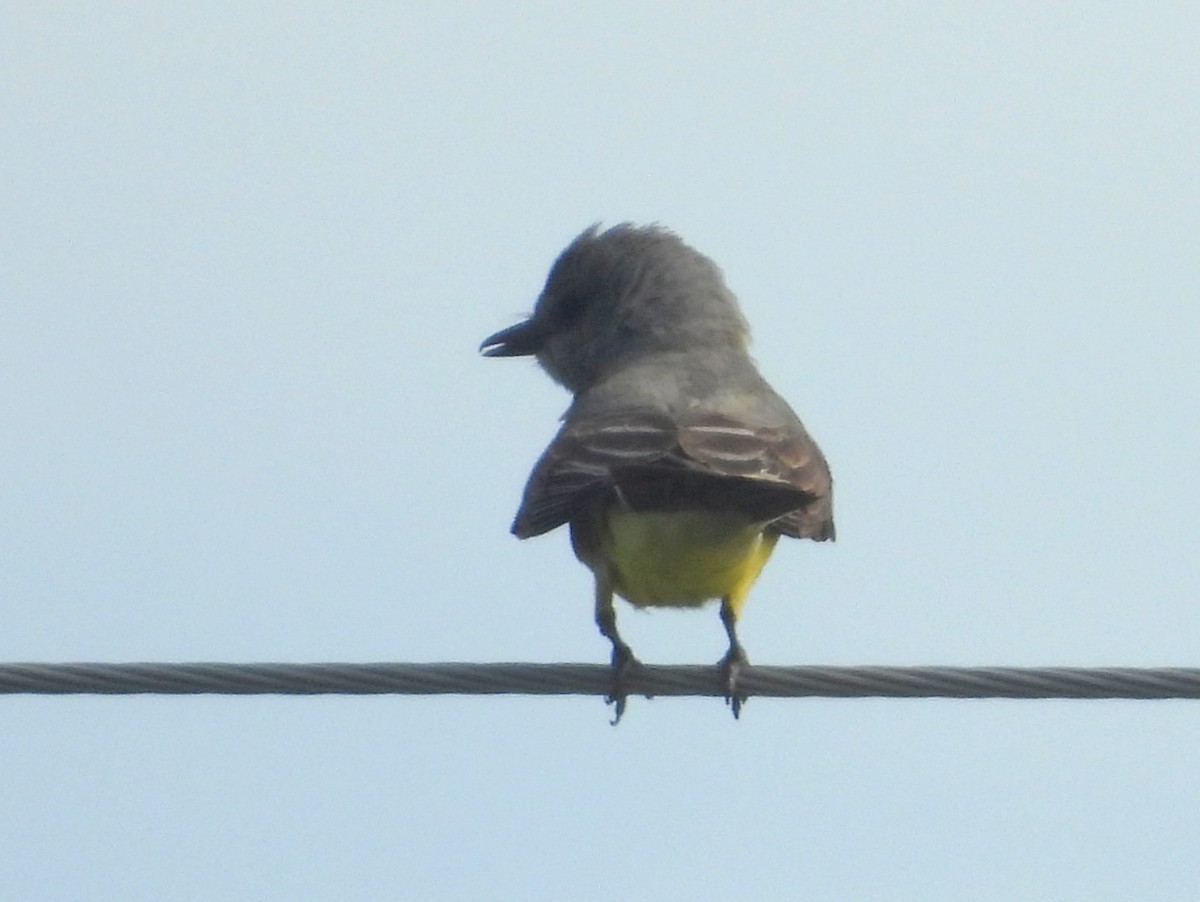Western Kingbird - ML641616642