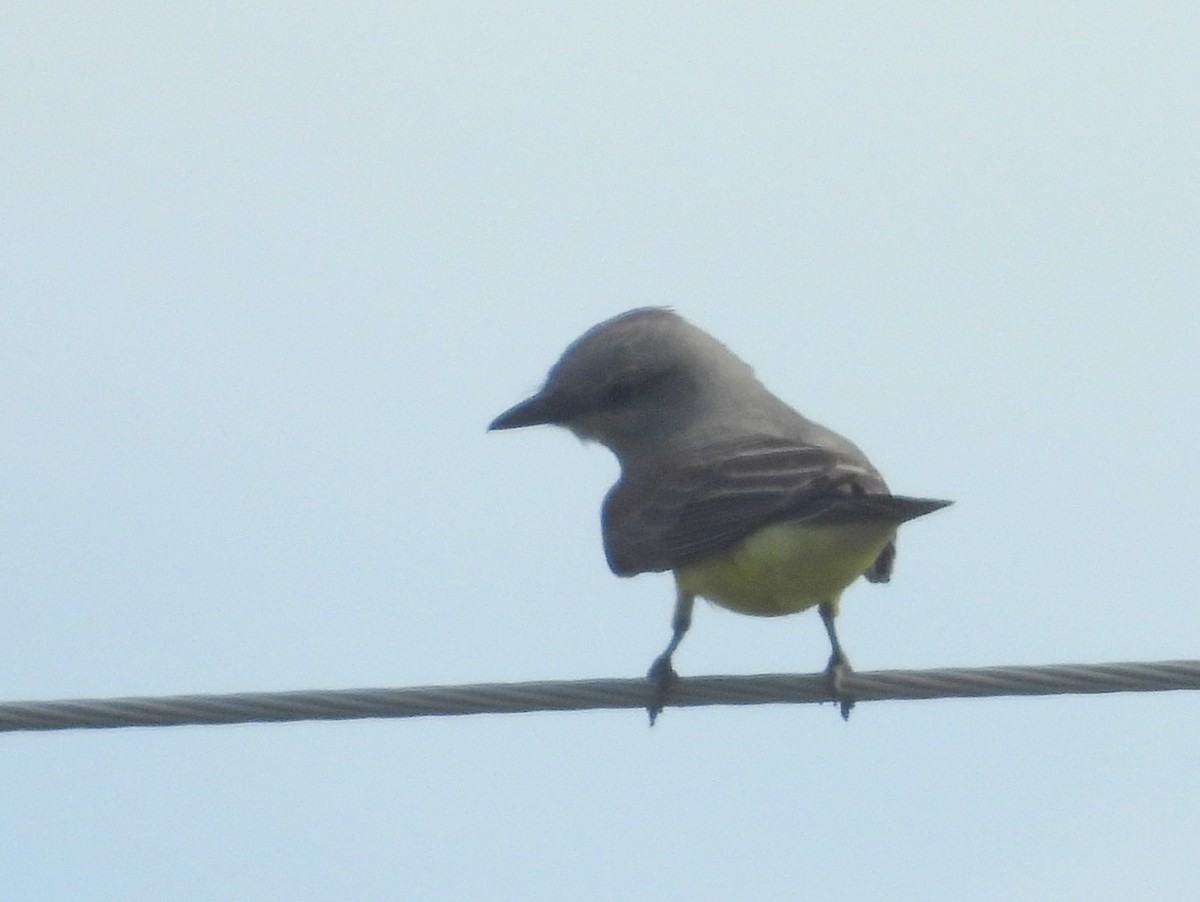 Western Kingbird - ML641616643
