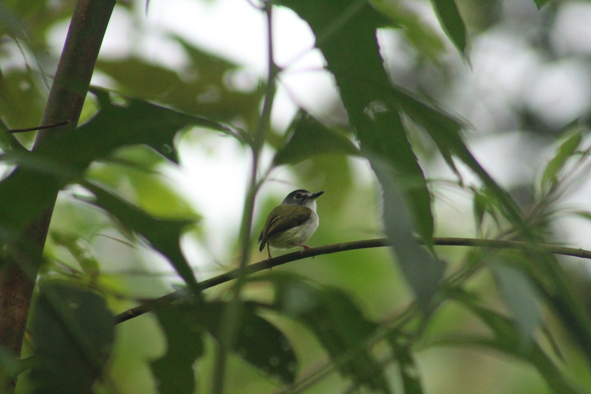 Black-capped Pygmy-Tyrant - ML641616654