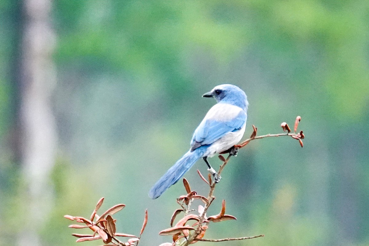 Florida Scrub-Jay - ML641616671