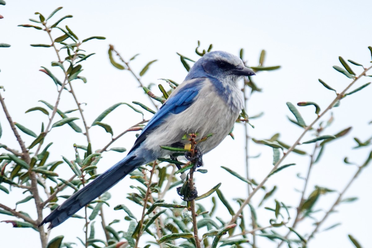 Florida Scrub-Jay - ML641616672